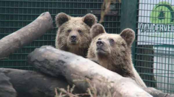 Police called as two young bears escape from wildlife enclosure in Devon - and devour honey Police called as two young bears escape from wildlife enclosure in Devon - and devour honey