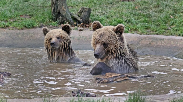 Police called as two young bears escape from wildlife enclosure in Devon - and devour honey Police called as two young bears escape from wildlife enclosure in Devon - and devour honey