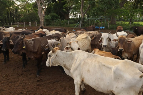 USDA seeks to combat spread of New World screwworms into U.S. USDA seeks to combat spread of New World screwworms into U.S.