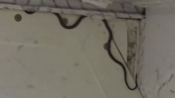 Snake captured on passenger plane - as expert reveals how it got there Snake captured on passenger plane - as expert reveals how it got there