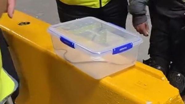 Snake captured on passenger plane - as expert reveals how it got there Snake captured on passenger plane - as expert reveals how it got there