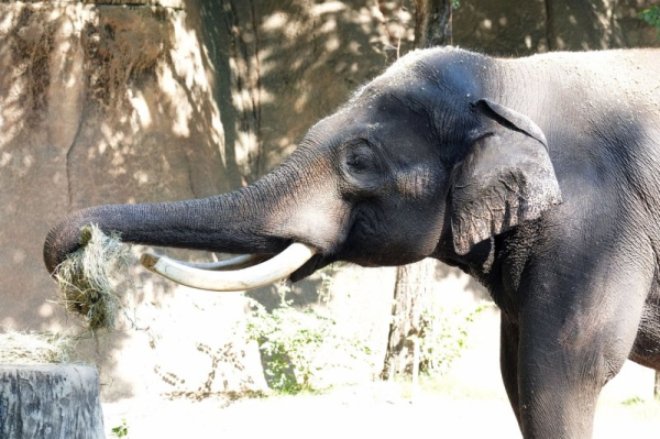 The hidden dangers of feeding wild animals The hidden dangers of feeding wild animals