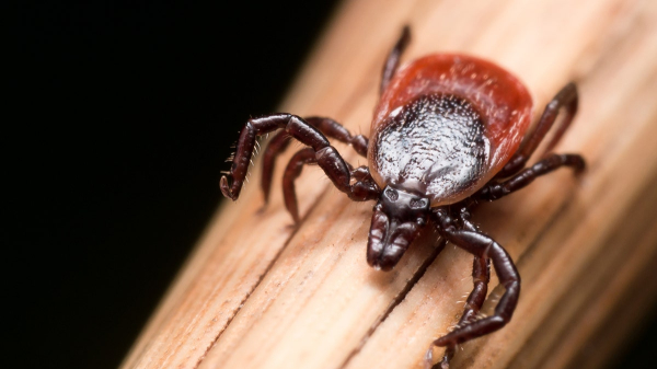 Rare tick-borne virus causing neurological symptoms diagnosed in Northeastern state Rare tick-borne virus causing neurological symptoms diagnosed in Northeastern state