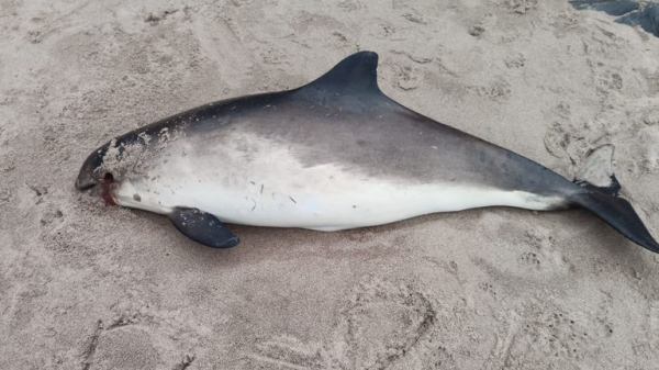 A real-world CSI for sea life: The lab investigating deaths we're all complicit in A real-world CSI for sea life: The lab investigating deaths we're all complicit in