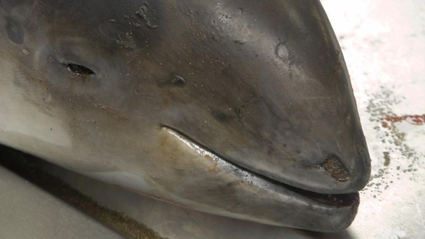 A real-world CSI for sea life: The lab investigating deaths we're all complicit in A real-world CSI for sea life: The lab investigating deaths we're all complicit in