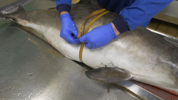 A real-world CSI for sea life: The lab investigating deaths we're all complicit in A real-world CSI for sea life: The lab investigating deaths we're all complicit in