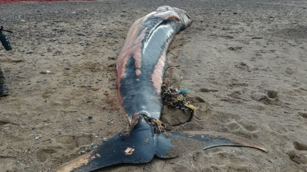 A real-world CSI for sea life: The lab investigating deaths we're all complicit in A real-world CSI for sea life: The lab investigating deaths we're all complicit in