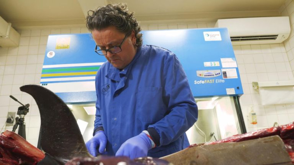 A real-world CSI for sea life: The lab investigating deaths we're all complicit in A real-world CSI for sea life: The lab investigating deaths we're all complicit in