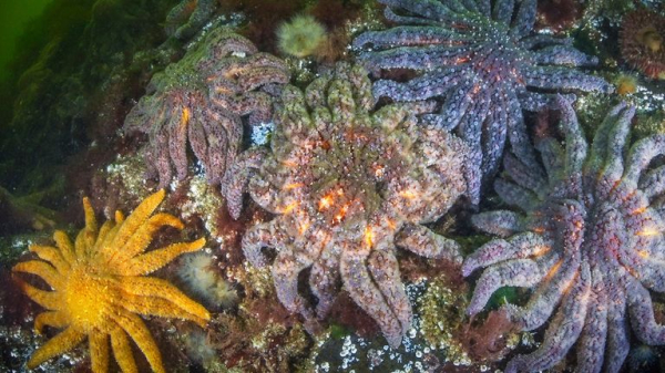 Mystery of what killed billions of starfish solved, say scientists Mystery of what killed billions of starfish solved, say scientists