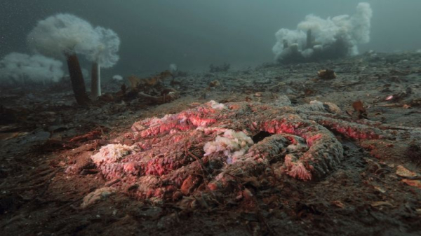 Mystery of what killed billions of starfish solved, say scientists Mystery of what killed billions of starfish solved, say scientists