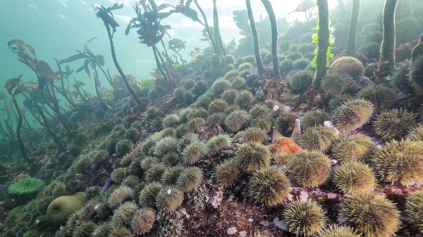 Mystery of what killed billions of starfish solved, say scientists Mystery of what killed billions of starfish solved, say scientists