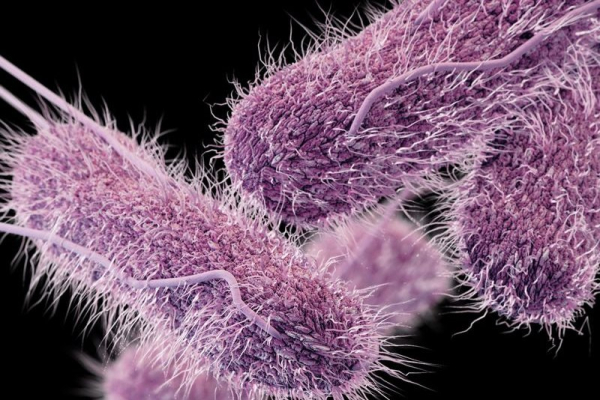 Pistachios, Dubai Chocolate linked to Canadian salmonella outbreak