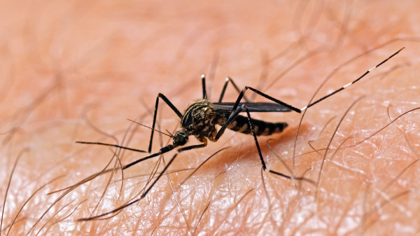 Potentially severe mosquito-borne virus surges in US above normal levels