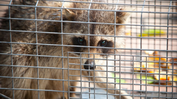 Deadly rabies cases pose public health threat across US, experts warn Deadly rabies cases pose public health threat across US, experts warn