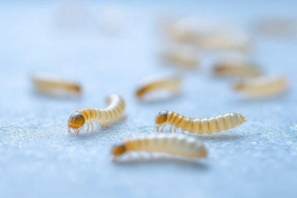 Flesh-eating New World screwworm parasite detected near U.S. border Flesh-eating New World screwworm parasite detected near U.S. border