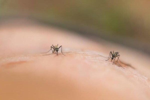 Some habits could make people more attractive to mosquitoes Some habits could make people more attractive to mosquitoes