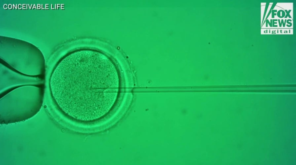 Robots power breakthrough in pregnancy research, boosting IVF success rates
