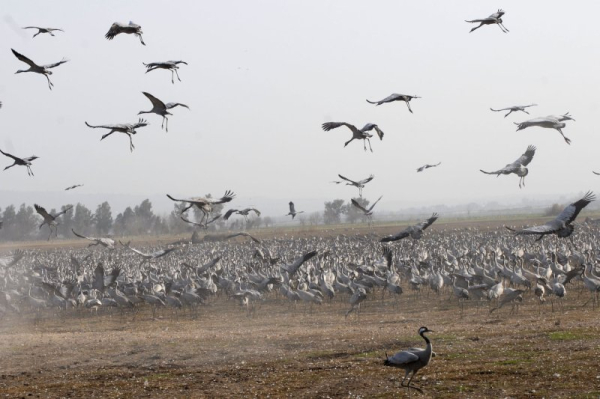 Millions of birds are migrating -- here's how to help keep them safe Millions of birds are migrating -- here's how to help keep them safe