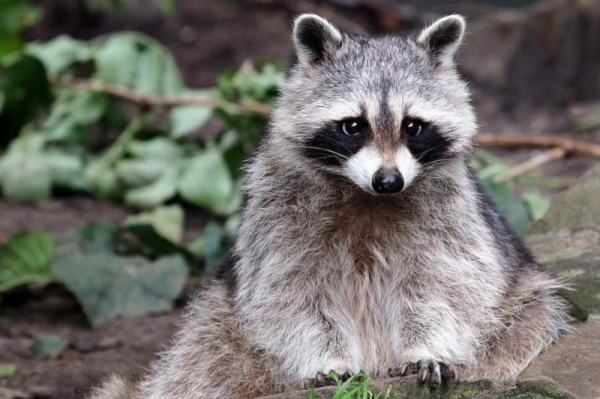 City raccoons near humans show early signs of domestication City raccoons near humans show early signs of domestication