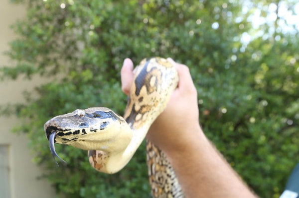 Snake urine may lead to better kidney stone, gout treatments Snake urine may lead to better kidney stone, gout treatments