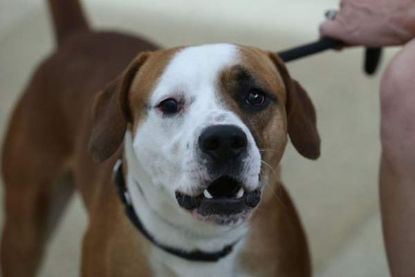 Study: Long-term use of CBD supplements lowers aggression in dogs Study: Long-term use of CBD supplements lowers aggression in dogs