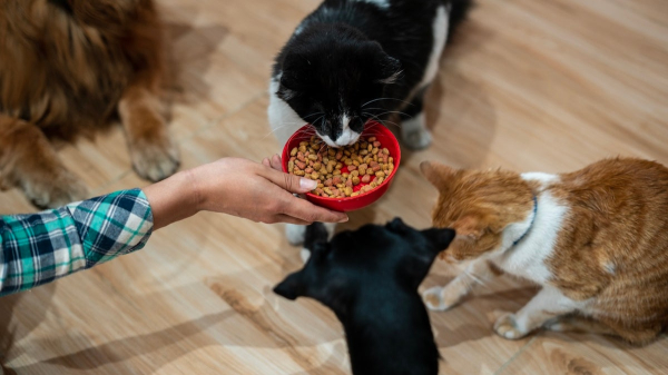 Breakthrough GLP-1 implant promises major weight-loss benefits for pets