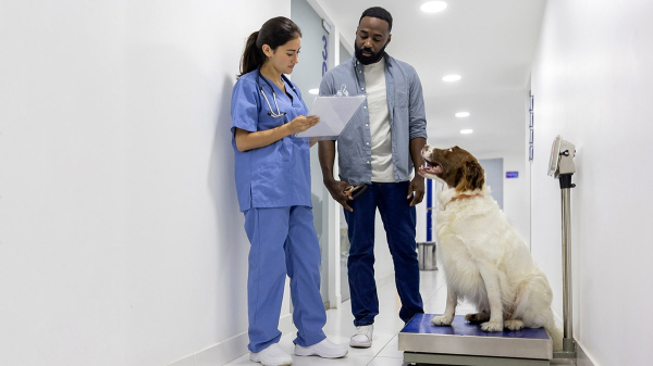 Breakthrough GLP-1 implant promises major weight-loss benefits for pets