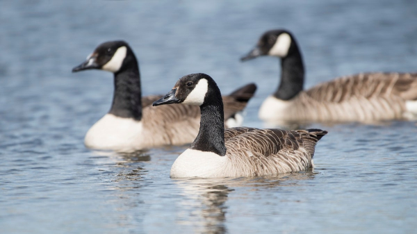 Hundreds of wild bird deaths reported across seven counties, prompting park closures