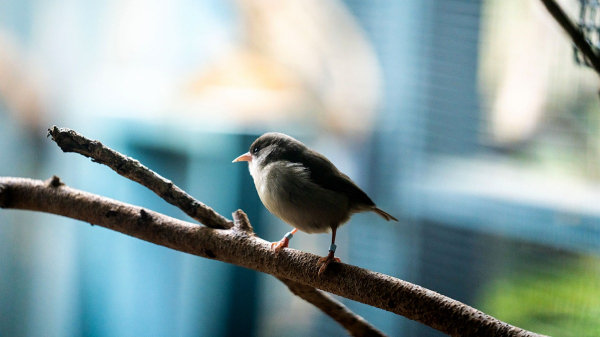 Popular honeymoon destination faces avian malaria threat, spread by mosquitoes