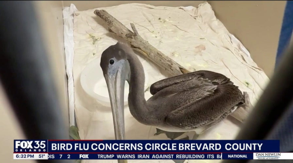 Popular honeymoon destination faces avian malaria threat, spread by mosquitoes