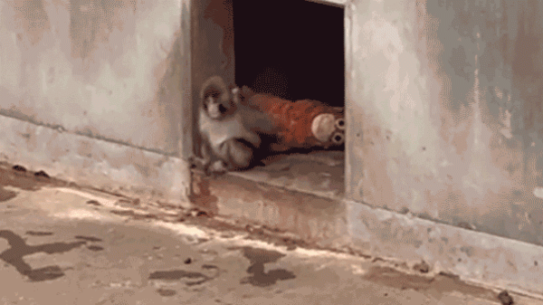 Punch the monkey, viral star, experiences dramatic breakthrough among zoo mates Punch the monkey, viral star, experiences dramatic breakthrough among zoo mates