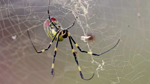 Giant golden spiders could spread this summer; experts downplay health risk Giant golden spiders could spread this summer; experts downplay health risk