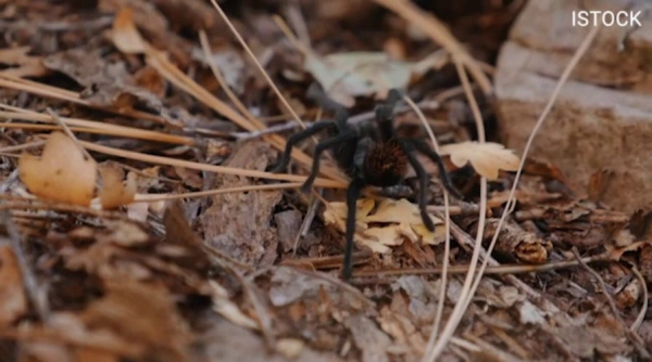 Giant golden spiders could spread this summer; experts downplay health risk Giant golden spiders could spread this summer; experts downplay health risk