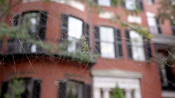Giant golden spiders could spread this summer; experts downplay health risk Giant golden spiders could spread this summer; experts downplay health risk
