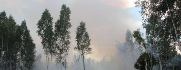 Forests are more than a resource: How Belarus protects its vital ecosystem
