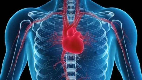 Heart attack damage reversed with injectable RNA therapy, study finds