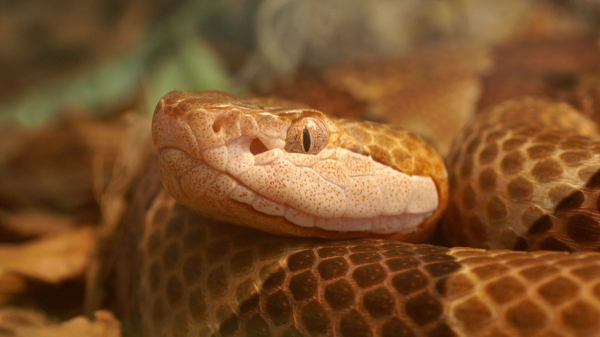 Copperhead snake bite leaves mayor&rsquo;s wife in 'excruciating pain,' he reveals