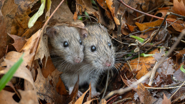 Hantavirus in the US: Where the rare, sometimes deadly disease has been found