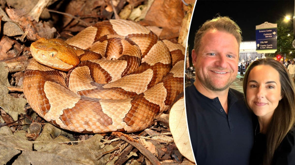 Copperhead snake bite leaves mayor&rsquo;s wife in 'excruciating pain,' he reveals