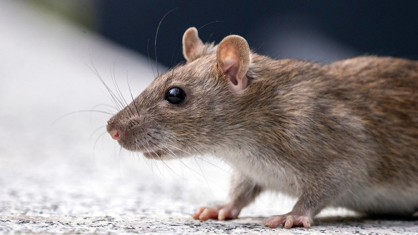 Hantavirus deaths on cruise ship highlight dangers of rodent-borne disease