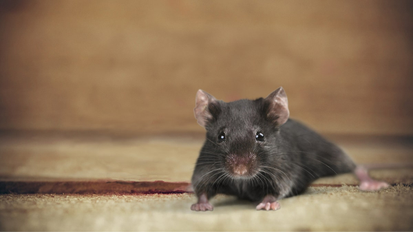 Hantavirus exposure risk may be higher than believed in parts of US, study finds