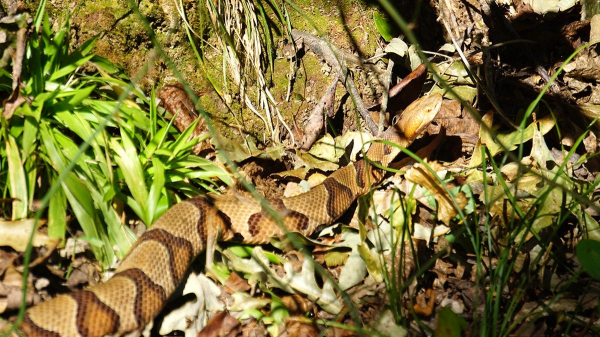 Copperhead snake bite leaves mayor&rsquo;s wife in 'excruciating pain,' he reveals