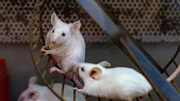 Simple body movement could help the brain 'clean itself,' researchers find