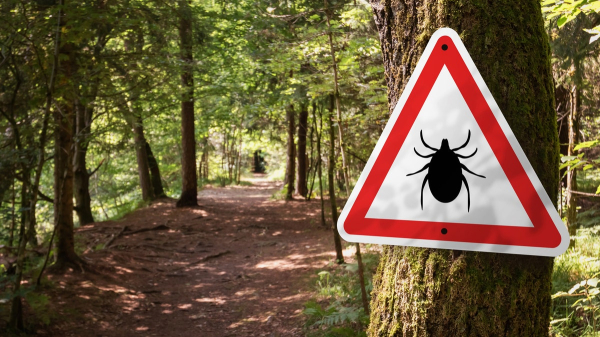 Tick bite ER visits hit highest seasonal level in years as doctors warn of disease surge Tick bite ER visits hit highest seasonal level in years as doctors warn of disease surge