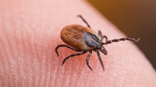 Tick bite ER visits hit highest seasonal level in years as doctors warn of disease surge Tick bite ER visits hit highest seasonal level in years as doctors warn of disease surge