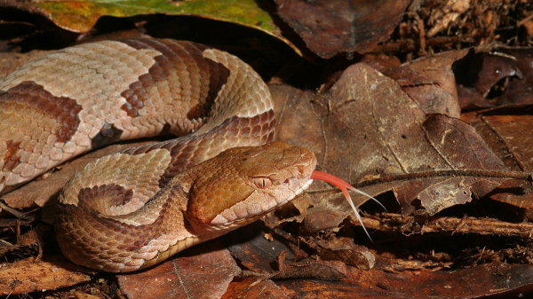 Copperhead snake bite leaves mayor&rsquo;s wife in 'excruciating pain,' he reveals