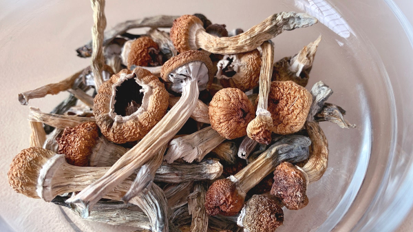 Woman with advanced Alzheimer's regained speech and memories after taking magic mushrooms Woman with advanced Alzheimer's regained speech and memories after taking magic mushrooms