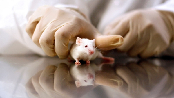 Why do some people get sepsis while others don't? Scientists point to the gut