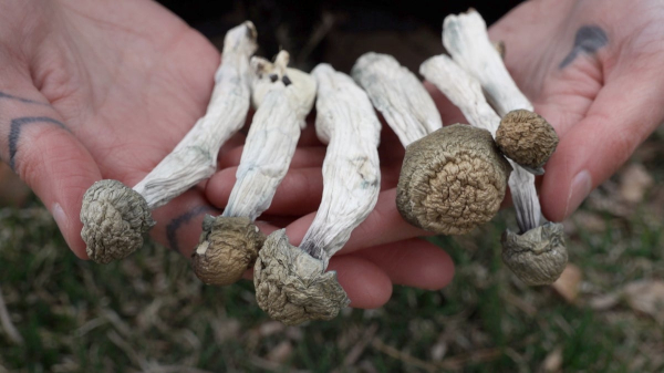 Woman with advanced Alzheimer's regained speech and memories after taking magic mushrooms Woman with advanced Alzheimer's regained speech and memories after taking magic mushrooms
